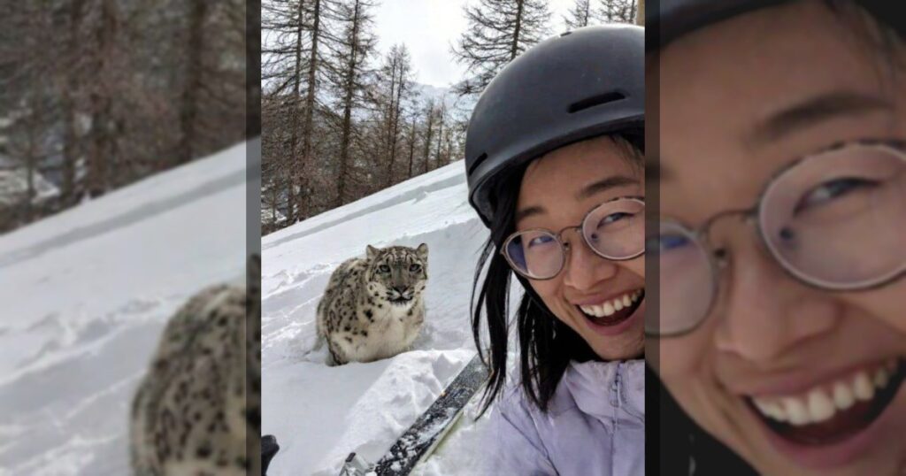 В Китае снежный барс напал на туристку, которая хотела сделать с ним селфи.