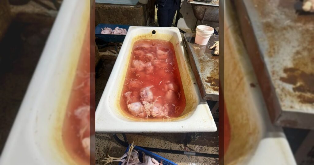 В Хырдалане выявили продажу кур, окрашенных химическим красителем