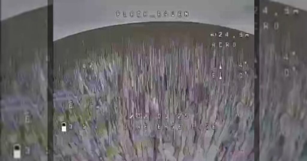 Олень едва не поймал российский дрон на линии фронта