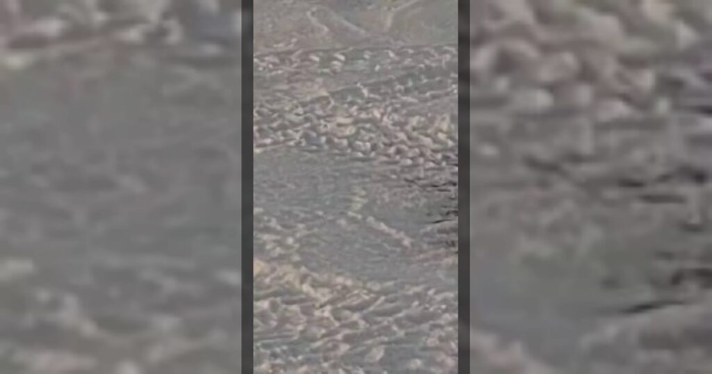 Под Астаной дикая фауна «обчистила» рыбаков