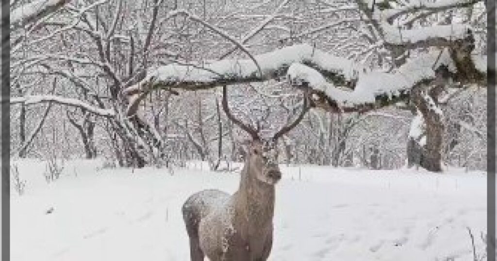 Национальный парк Шахдаг